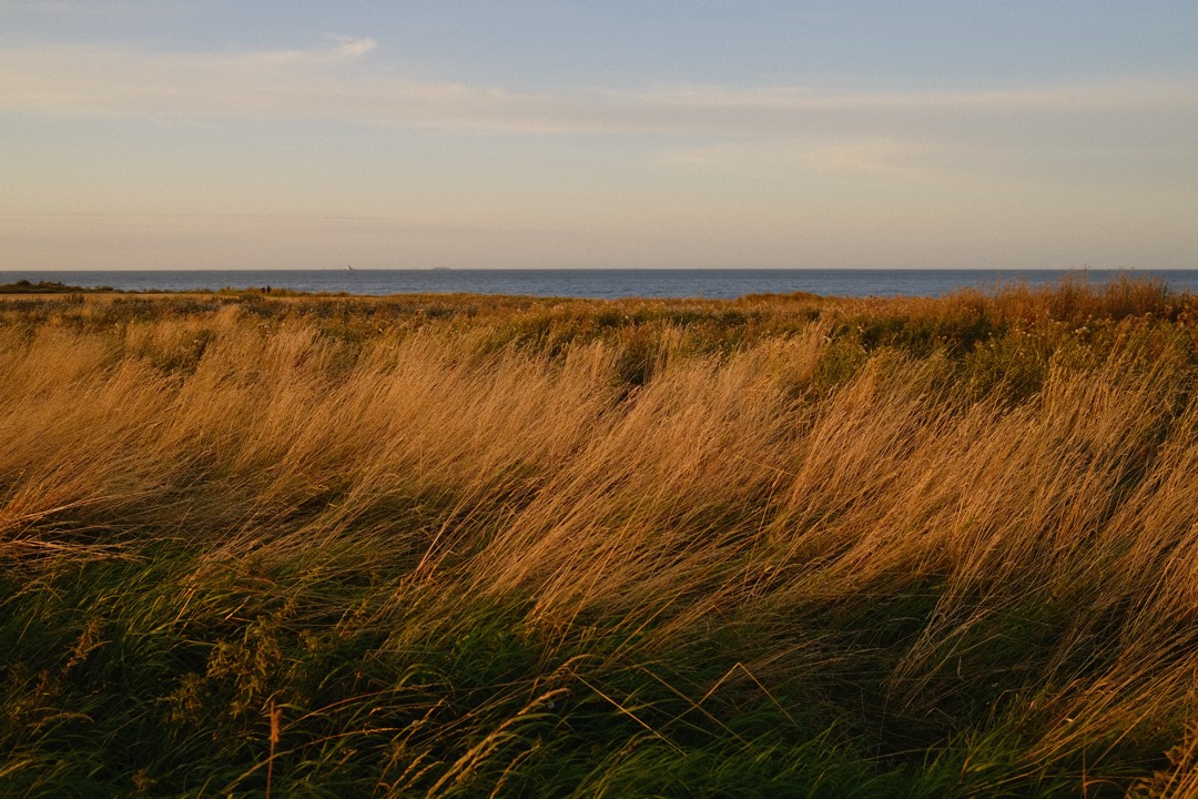 Hohes Gras im Abendlicht, dahinter das Meer