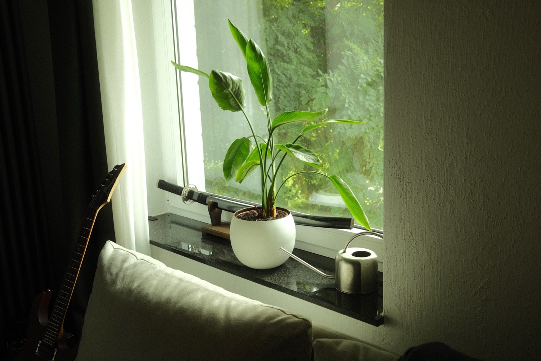 Pflanze auf der Fensterbank im Tageslicht