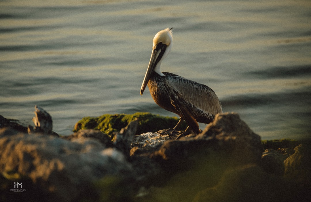 Pelikan auf einem Felsen am Wasser