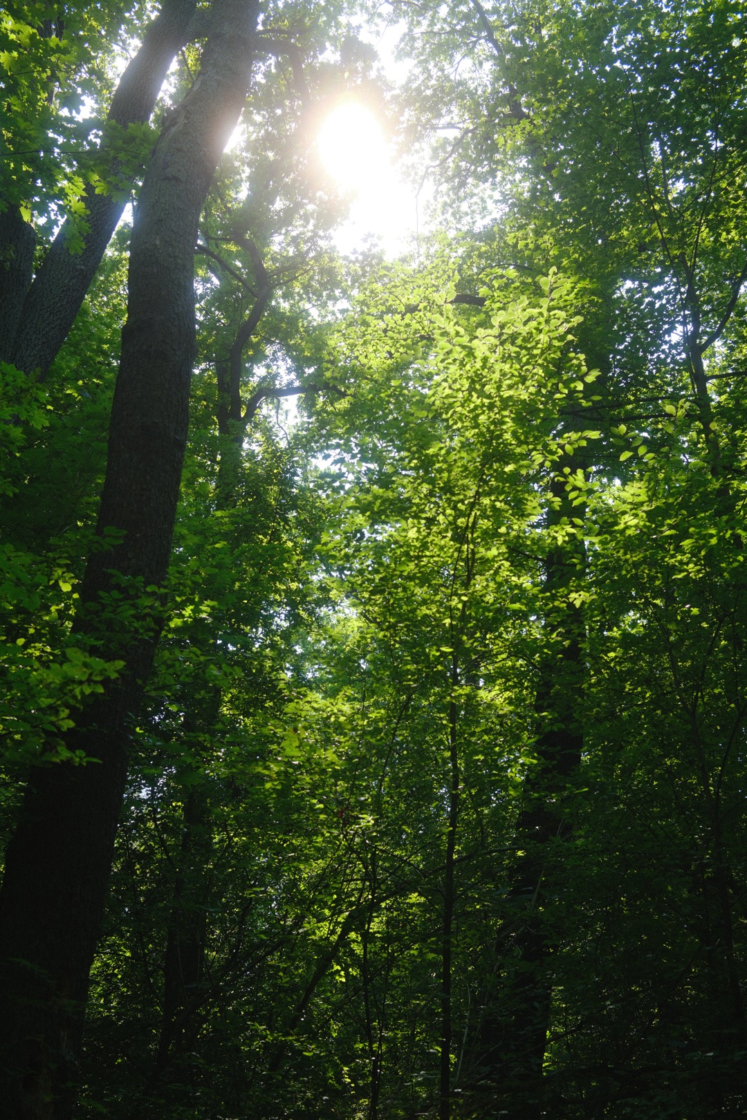 Sonne durch hohe Laubbäume