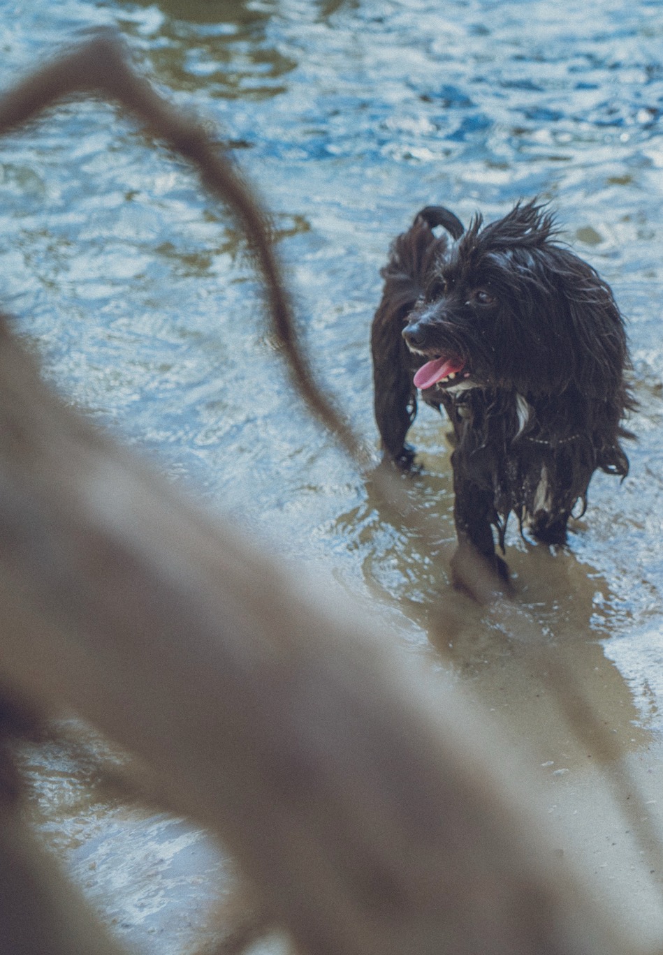 Schwarzer Hund läuft durch flaches Wasser