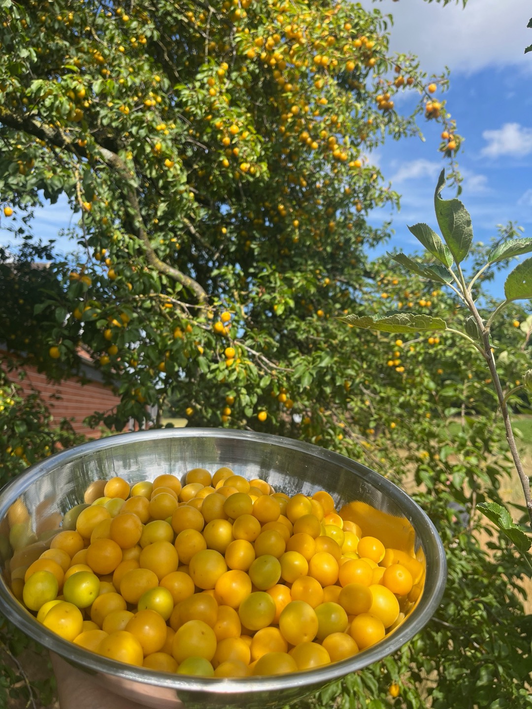 Schale mit gelben Mirabellen vor grünen Blättern