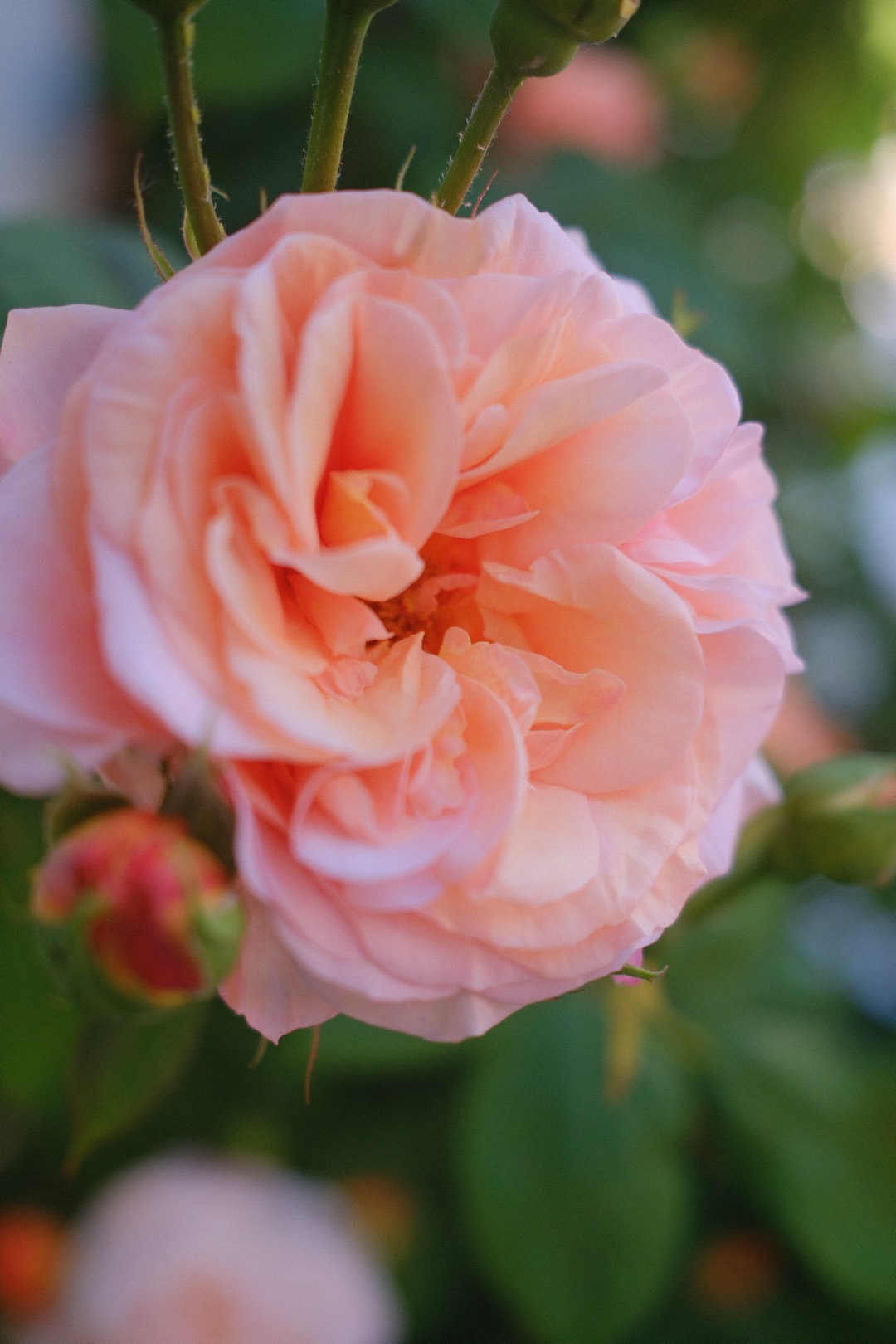 Rosa Rose in Nahaufnahme